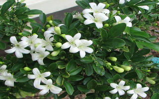 Ý nghĩa phong thủy của cây nguyệt quế
